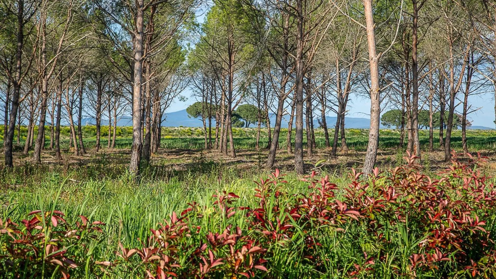 Agriturismo Le Chiocciolaie Appartamento 1 - Appartamento 3 Podere Cernaia 0*,  Italy