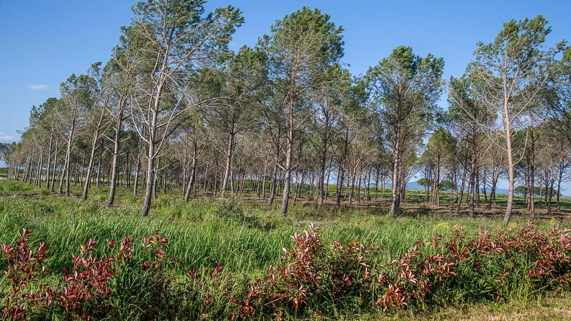 Agriturismo Le Chiocciolaie Appartamento 1 - Appartamento 3 Podere Cernaia 0*,